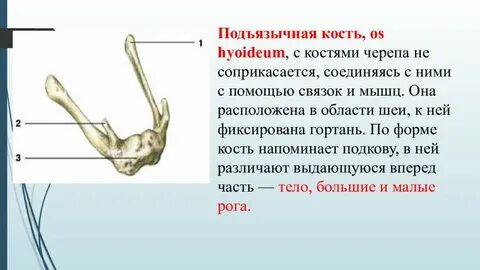 Большой рог подъязычной кости латынь