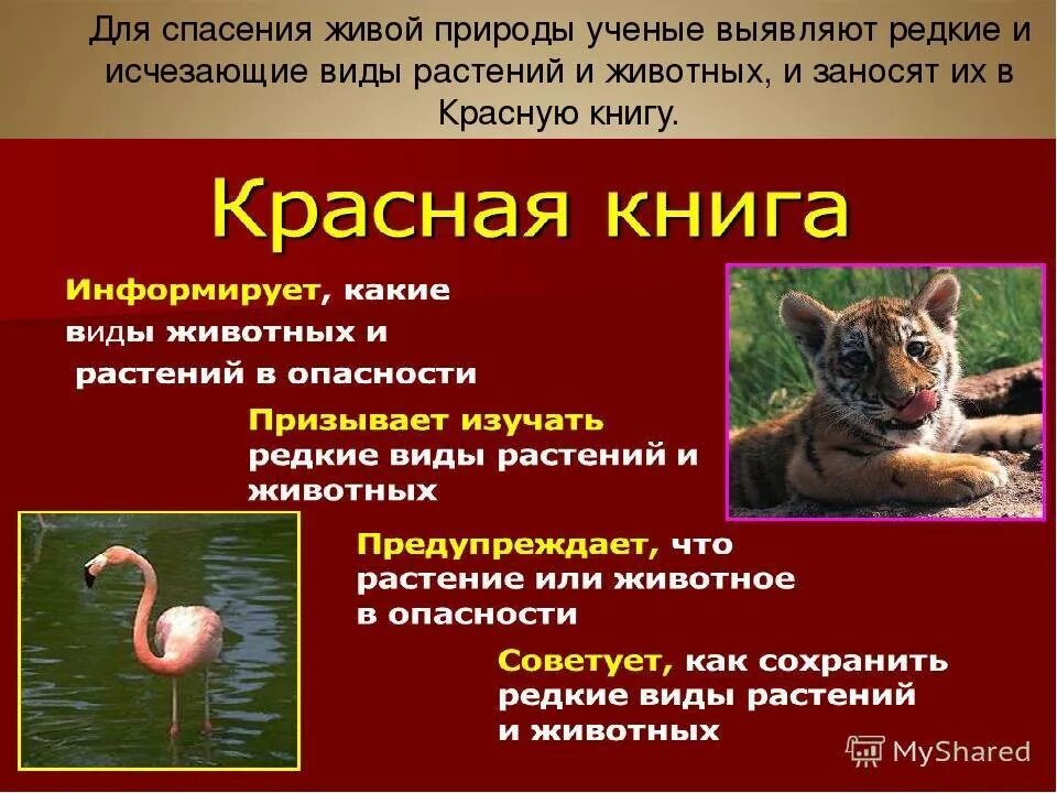 Спасая животных книга. Защитиживотныхирастеникраснокниги. животные которые находятся под угрозой исчезновения. сохранение видов животных. сохранение редких видов животных.