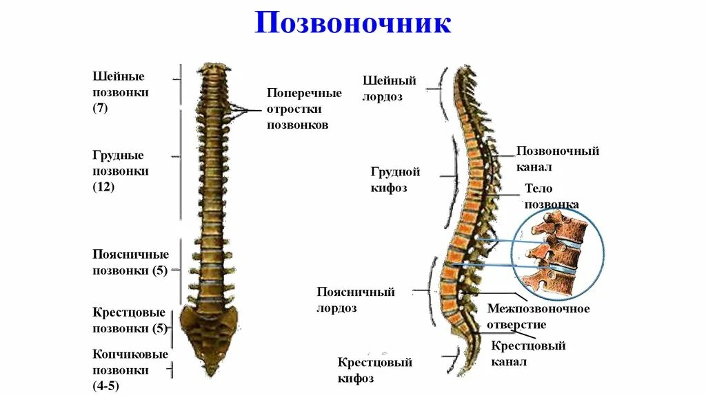 Скелет позвоночных состоит из 3 отделов. Скелет туловища человека позвоночник. скелет туловища позвоночный столб. позвоночник человека 7 позвонок грудного отдела. позвонки грудные крестцовые шейные.