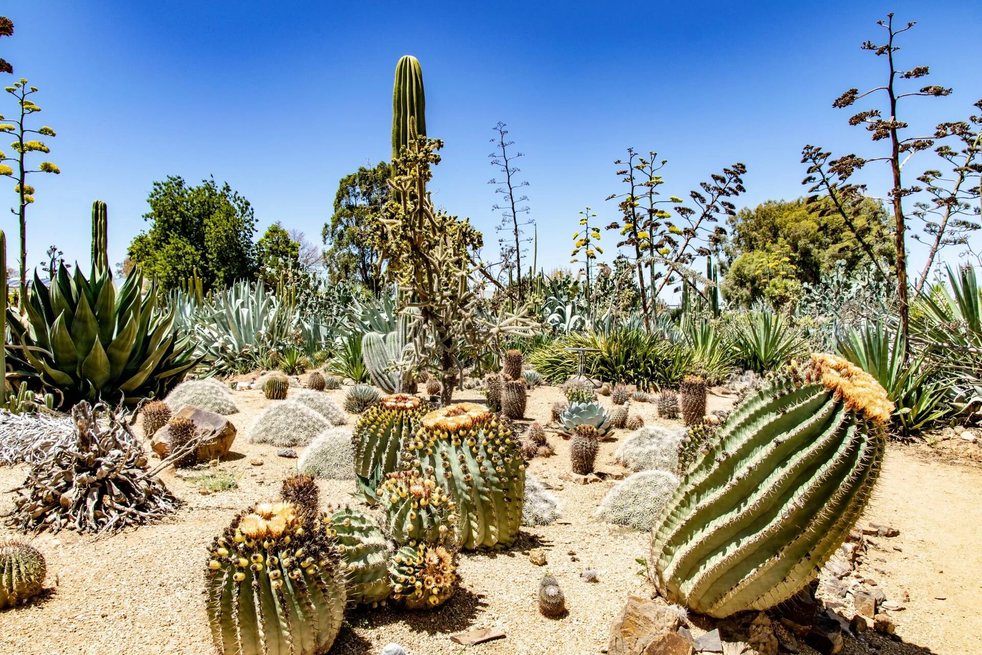 Cactus pro 02b. Кактус ламинария Акутус. Кактус на Мальте. Кактус Родина Америка. Кактусы в песке.
