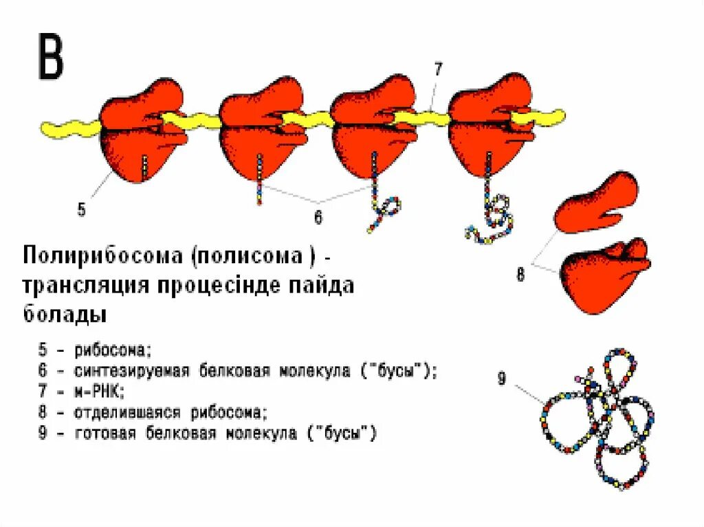 Полирибосома полисома это. Полирибосомы строение и функции. Полисома кратко. Полисома кратко. Полисомы строение и функции.