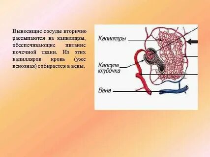 Выносящая артерия