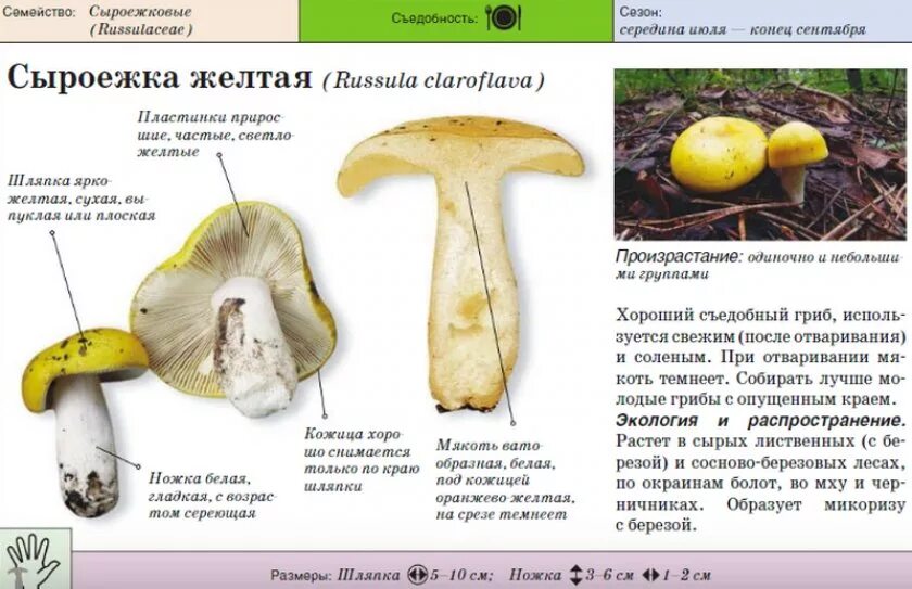 Сыроежка съедобные грибы фото и описание. Сыроежка гриб съедобный описание. Сыроежка гриб ложный. Сыроежка гриб съедобный фото и описание. Сыроежка.