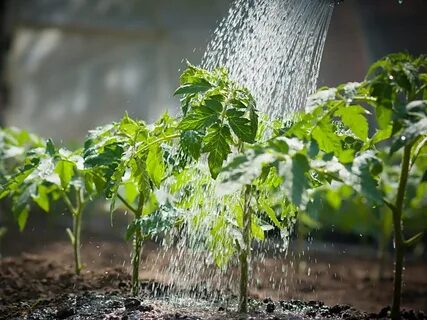 Как часто поливать помидоры на огороде Rami