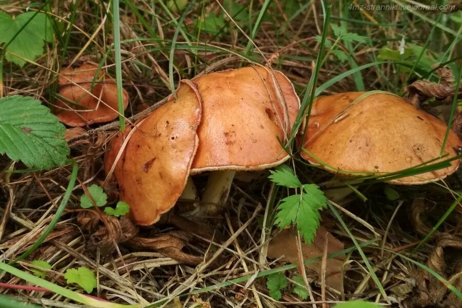 маслята луговые. 23. гриб suillus luteus. ложный масленок лиственничный. маслёнок обыкновенный.