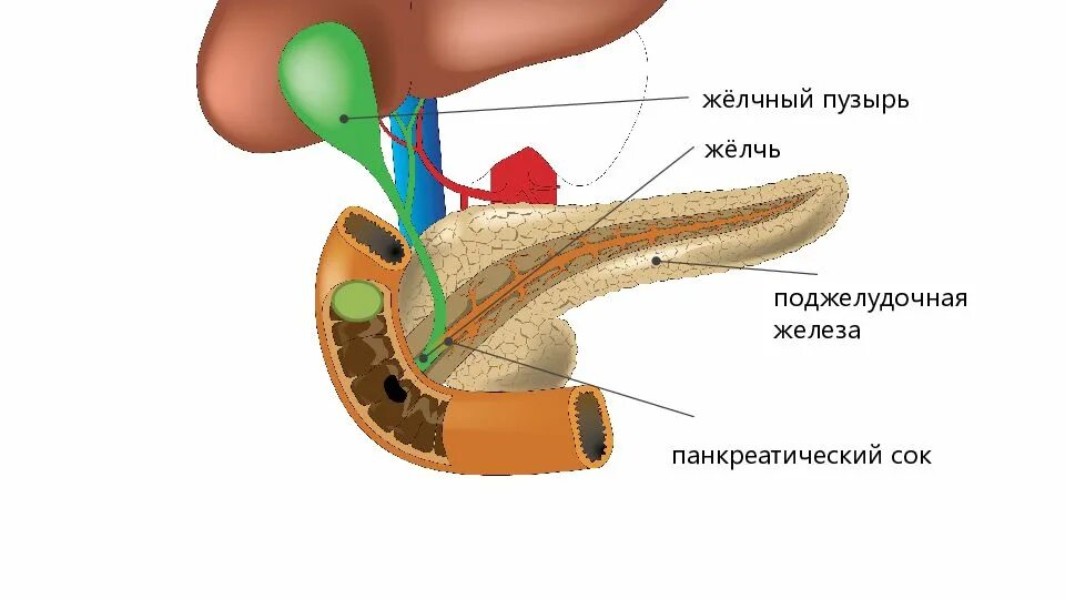 Панкреатический сок и желчь. Желчь поджелудочной железы. Секреция желчного пузыря. Желчь и поджелудочный сок.