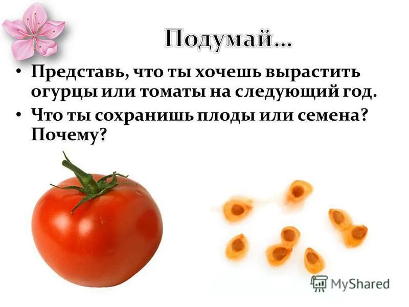 Красный как рак или как помидор. Красный как рак или как помидор. Tomato nsfw. Насыщенный помидор. Покраснеть от стыда фразеологизм.