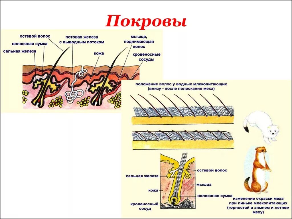 Однороден ли волосяной покров на теле млекопитающего. Покровы кожи млекопитающих. Структура покровов тела млекопитающих. Строение кожи волосяного Покрова. Строение кожи (волосяного Покрова) млекопит.