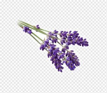 Лавандовая ветвь