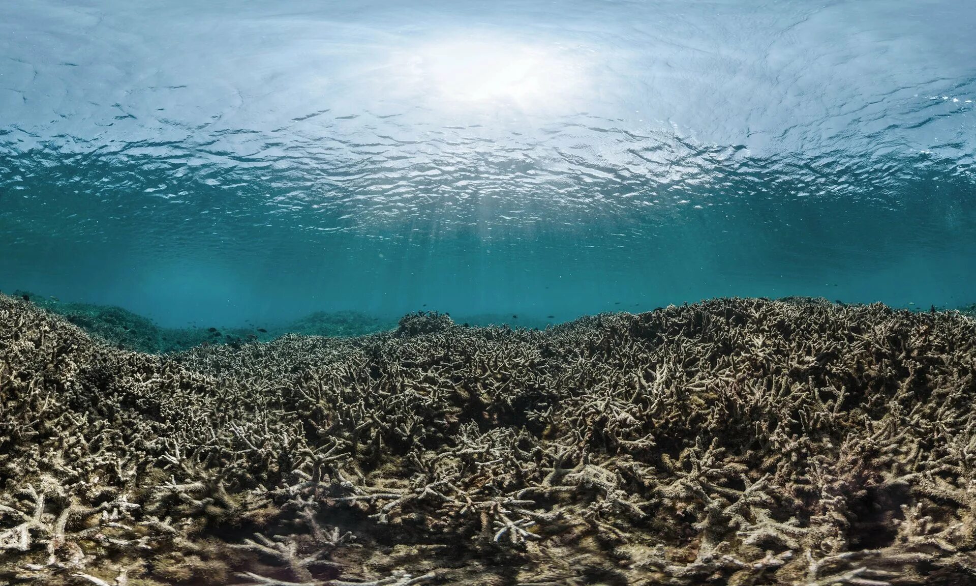 Вода океанов и морей составляет. Закисление мирового океана. Экология большого барьерного рифа. Мертвые рифы. Мертвые кораллы.