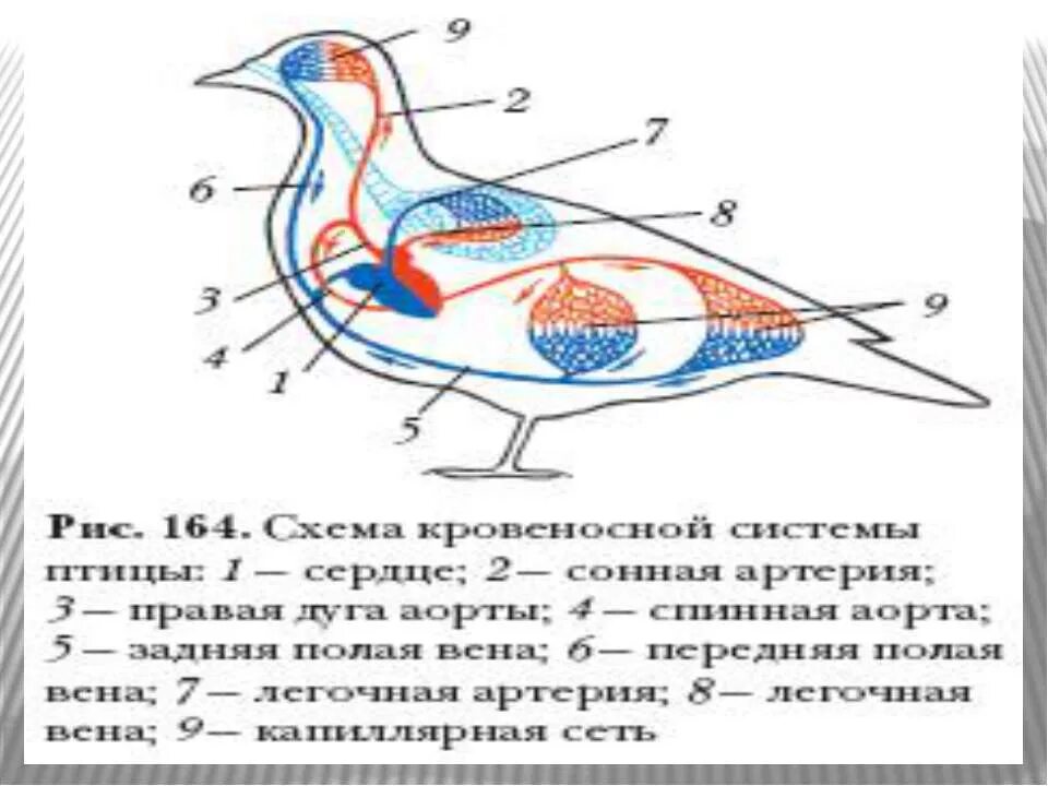 Проверочная работа класс птицы 8 класс биология. Голубь биология внешнее строение. Анатомия птиц. Кровеносная система птиц. Внутреннее строение птиц.