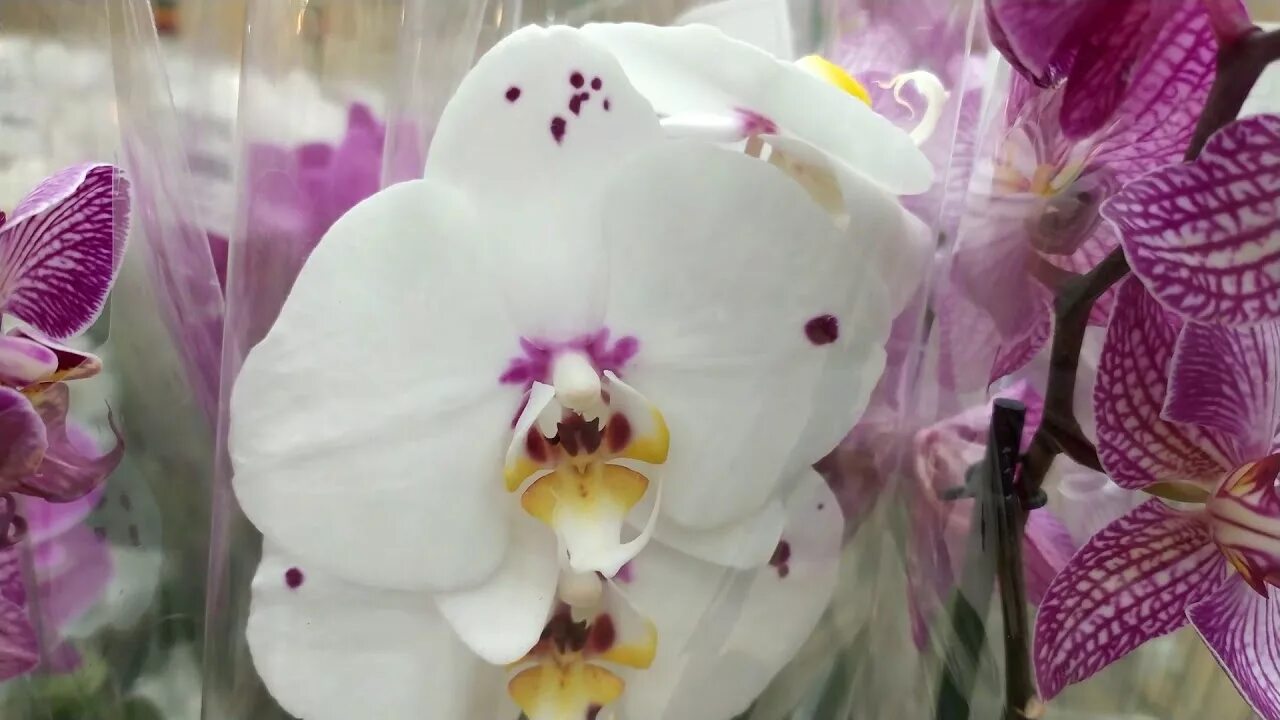 Орхидея купить в туле. Фаленопсис Merlin. Орхидея фаленопсис Ашан. Фаленопсис Felicija. Орхидеи в Леруа Мерлен.