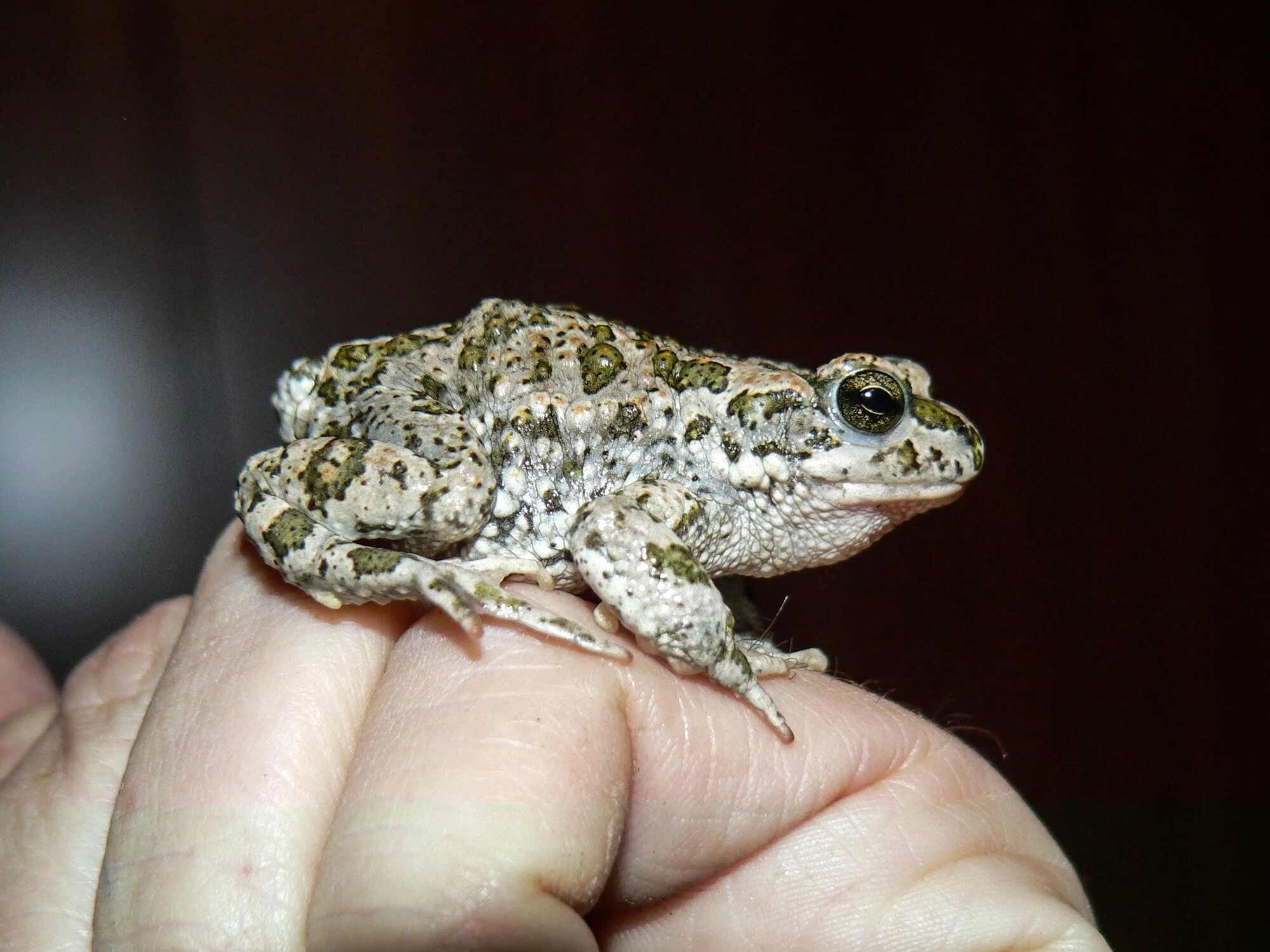 Как избавиться от лягушек на участке. Зеленая жаба Bufo viridis. Пуштунская жаба. Среднеазиатская жаба.