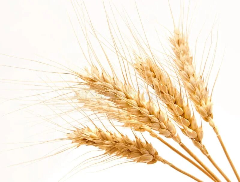 White wheat