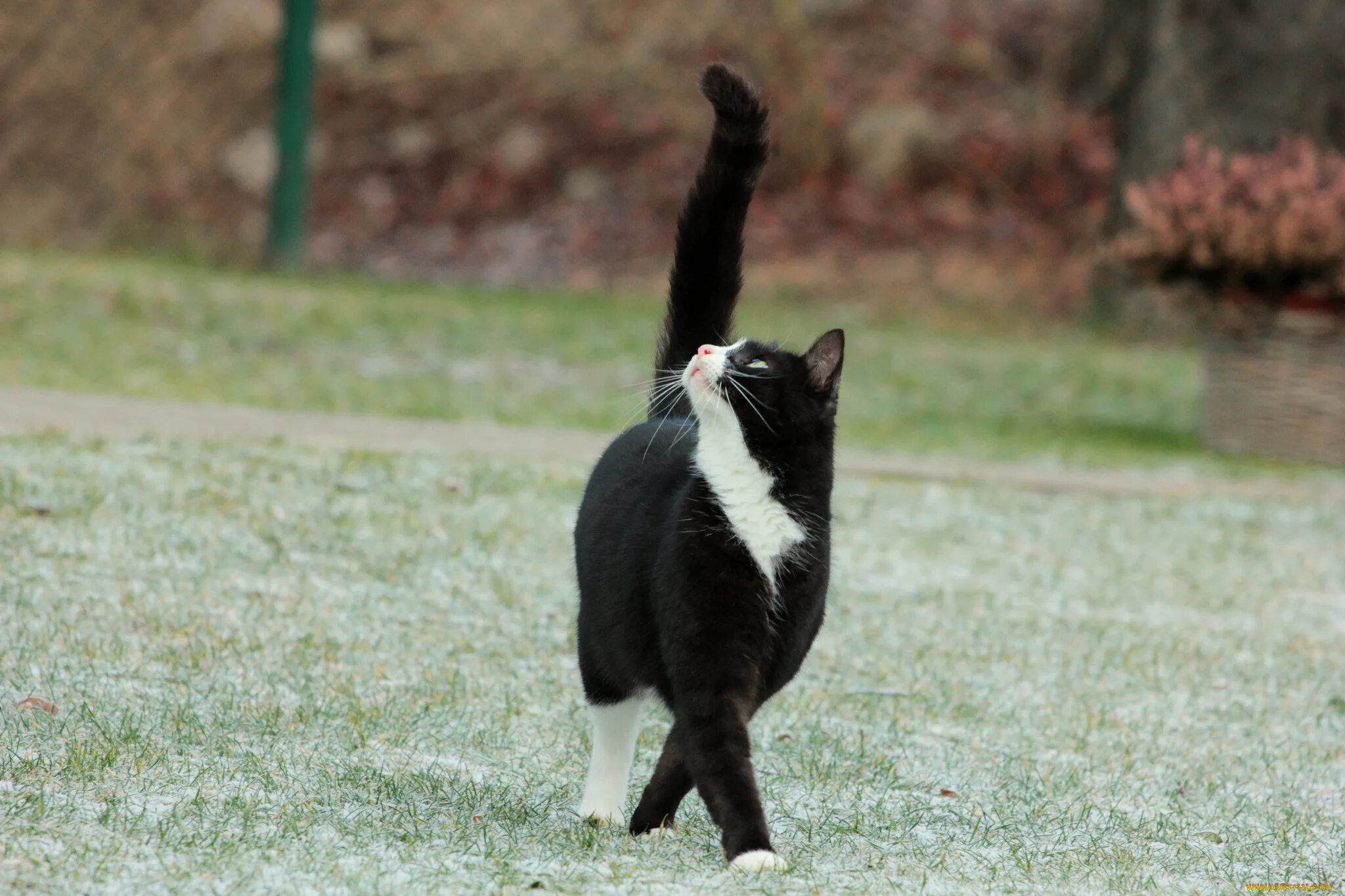 Шагающий кот. Черно белый кот. Грациозная кошка. Кошка грациозно идет. Кот с поднятым хвостом.