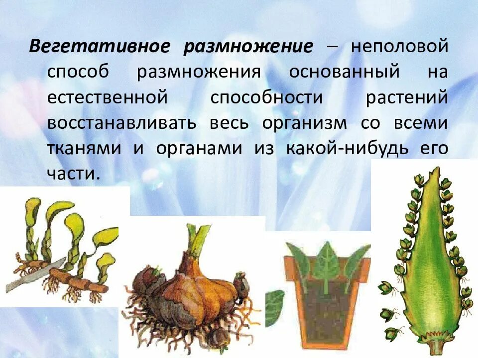 Вегетативное размножение растений. Способы вегетативного размножения. Способы вегетативного размножения культурных растений. Вегетативное размножение основано на. Вегетативное размножение встречается