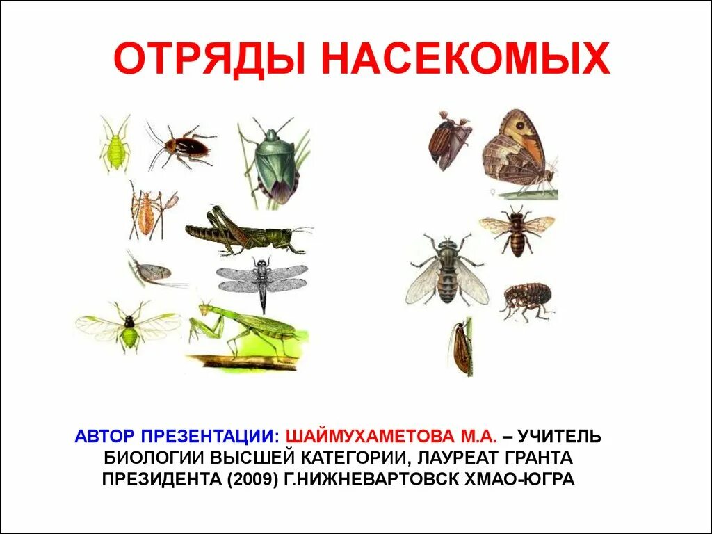 Отряды насекомых. Многообразие насекомых отряды. Представители разных отрядов насекомых. Класс насекомые отряды насекомых.