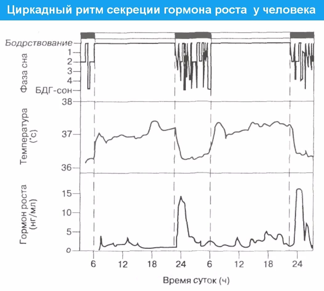 Частоты гормона роста. Суточный ритм гормона роста. График суточного ритма секреции гормона роста. Суточный график секреции гормона роста. Пик секреции гормона роста.