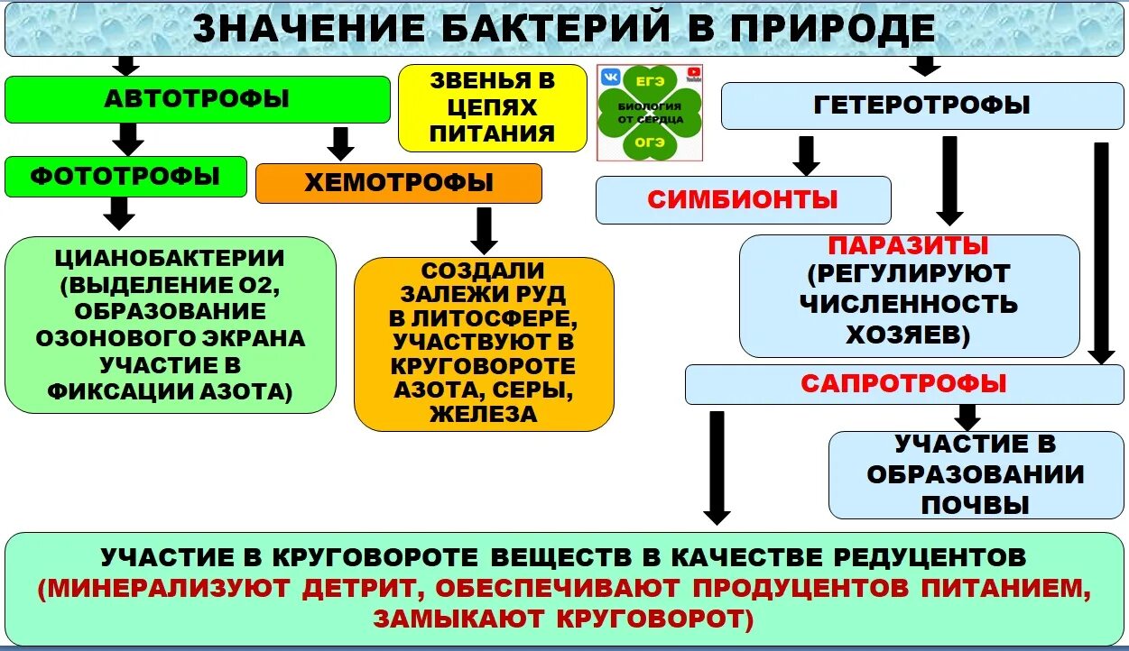 Царство бактерии ОГЭ. Бактерии ОГЭ. Бактерии ОГЭ биология. Бактерии подготовка к ЕГЭ. Курсы огэ по биологии