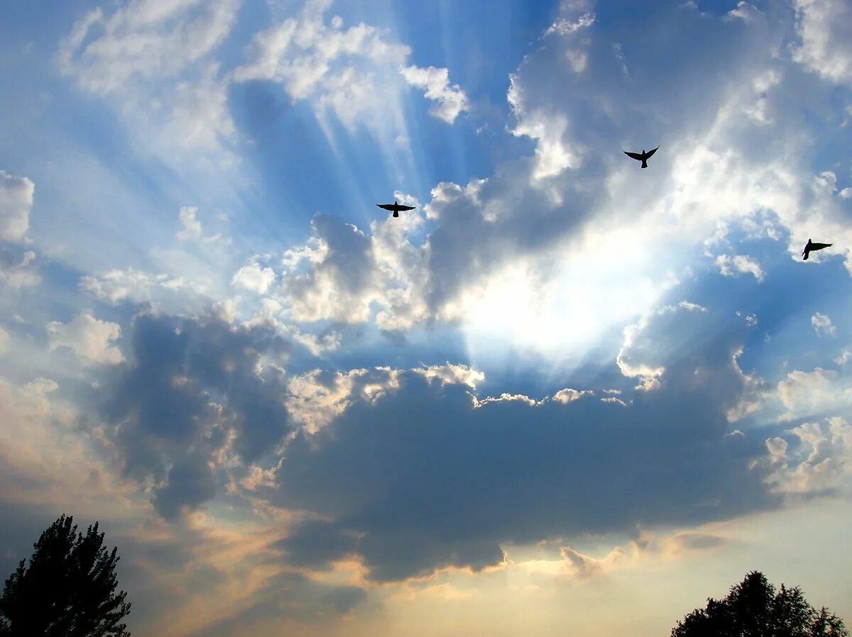 Free Images : horizon, bird, wing, cloud, sky, sunlight, flight, cumulus, blue, 