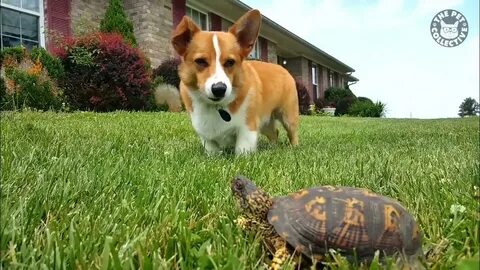 Pets vs pets