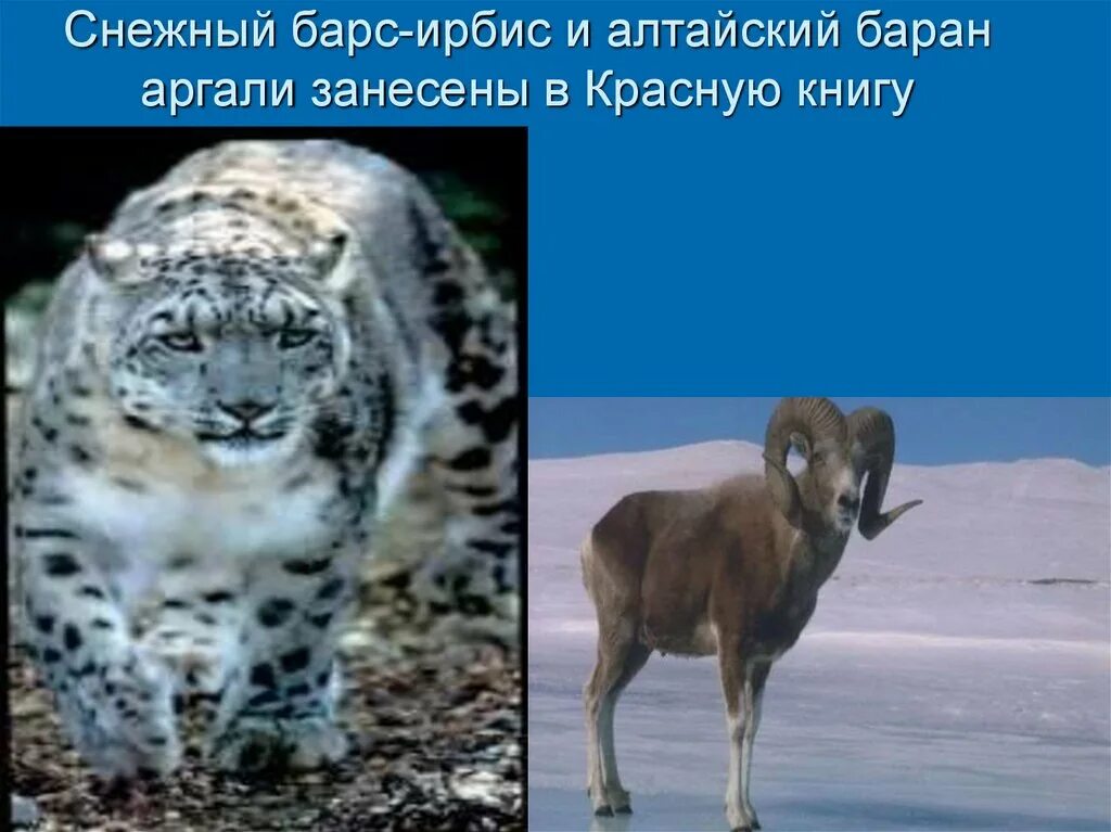 Исчезающие виды растений в алтайском крае. Растения и животные алтайского края занесенные в красную. Красная книга республики алтай животные. Исчезнувшие животные в алтайском крае. Исчезнувшие животные в алтайском крае.