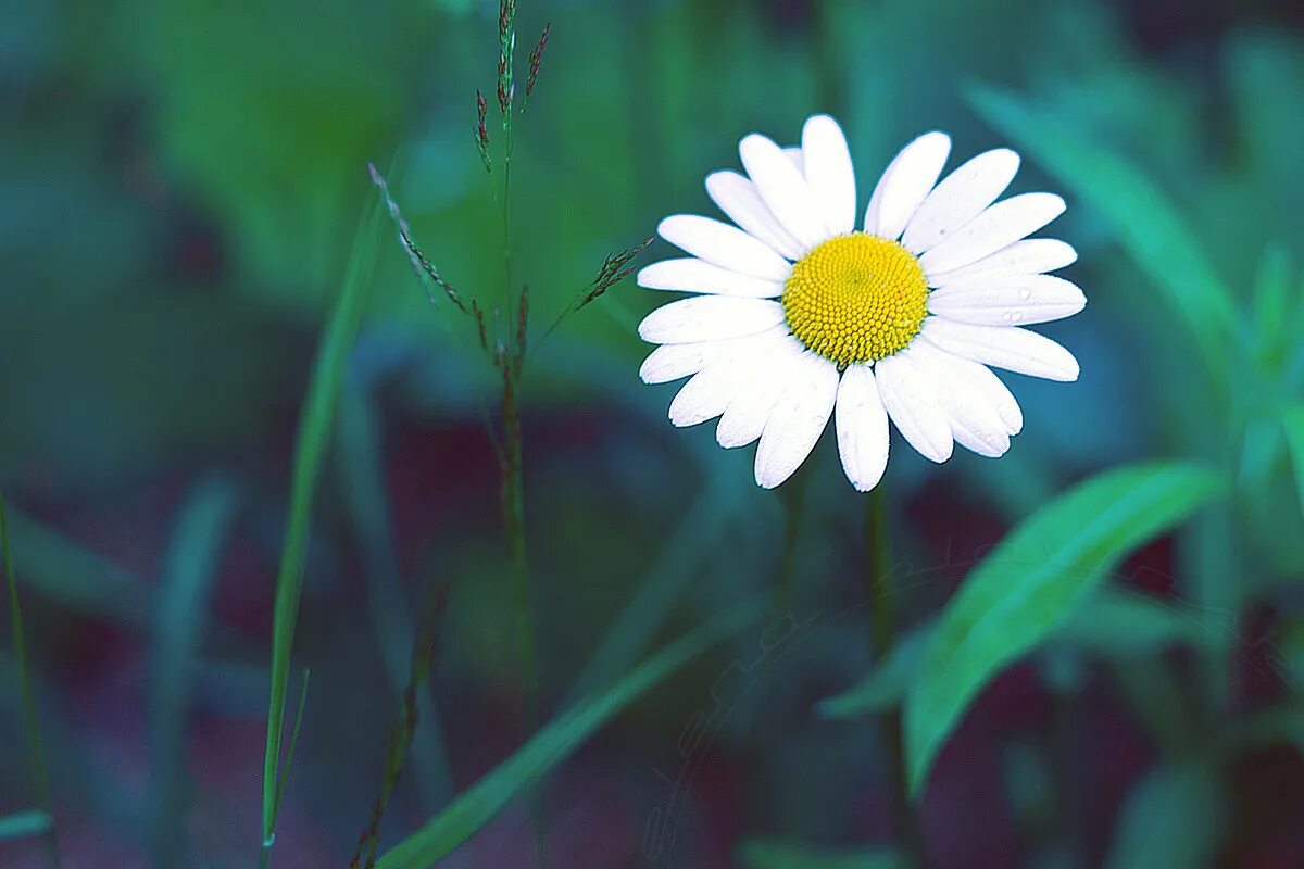 контакты ромашка. ромашковое солнце. контакты ромашка. контакты ромашка. контакты ромашка.