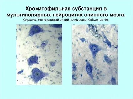 Глыбки хроматофильной субстанции