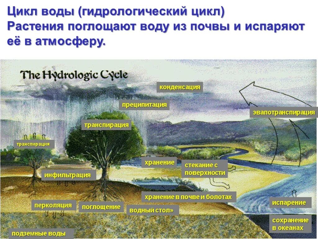 Какие вещества поглощают растения из почвы. Как растения поглощают воду. Растения поглощающие воду из почвы. Корни растений всасывают из почвы воду и минеральные. Из почвы при помощи корня растения поглощают.