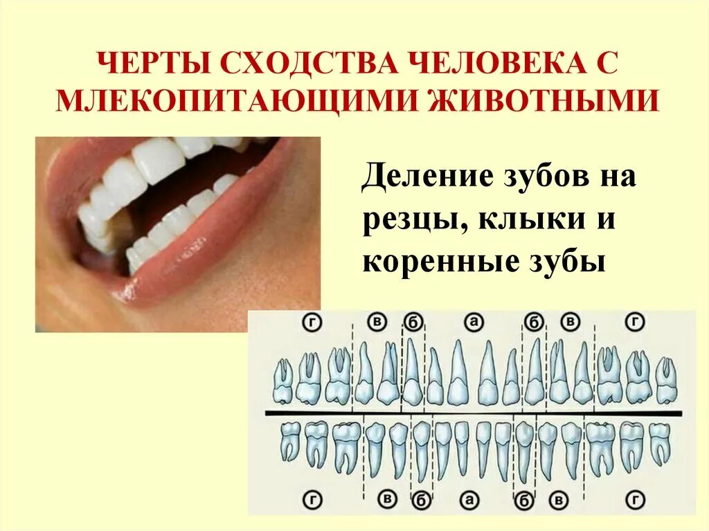 Черты сходства человека с млекопитающими. Деление зубов. В чем сходство человека и млекопитающих животных. Перечислить черты сходства человека с млекопитающими. Две черты сходства человека с млекопитающими