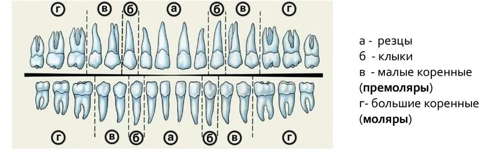 Зубы моляры премоляры резцы. Моляры премоляры схема зубов. Анатомия каналов 5 зуба верхней челюсти. Пятый зуб снизу схема.