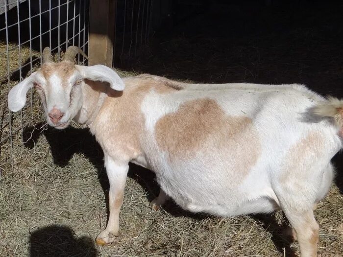 Искусственное осеменение коз. Сколько месяцев беременна коза