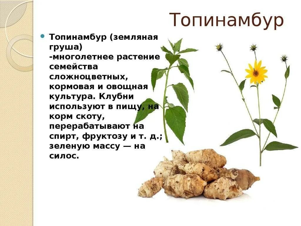 Топинамбур для чего. Топинамбур характеристика растения. земляная груша топинамбур полезные. батат и топинамбур. топинамбур корневище или клубень.
