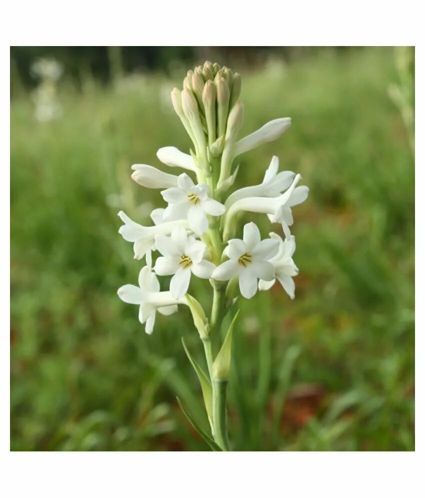 Полиантес Тубероза. Тубероза (Polianthes tuberosa). Полиантес Тубероза Sensation. Полиантес Тубероза, (10 шт.).