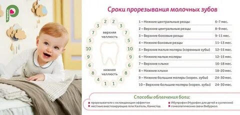 Зубы по месяцам у малышей