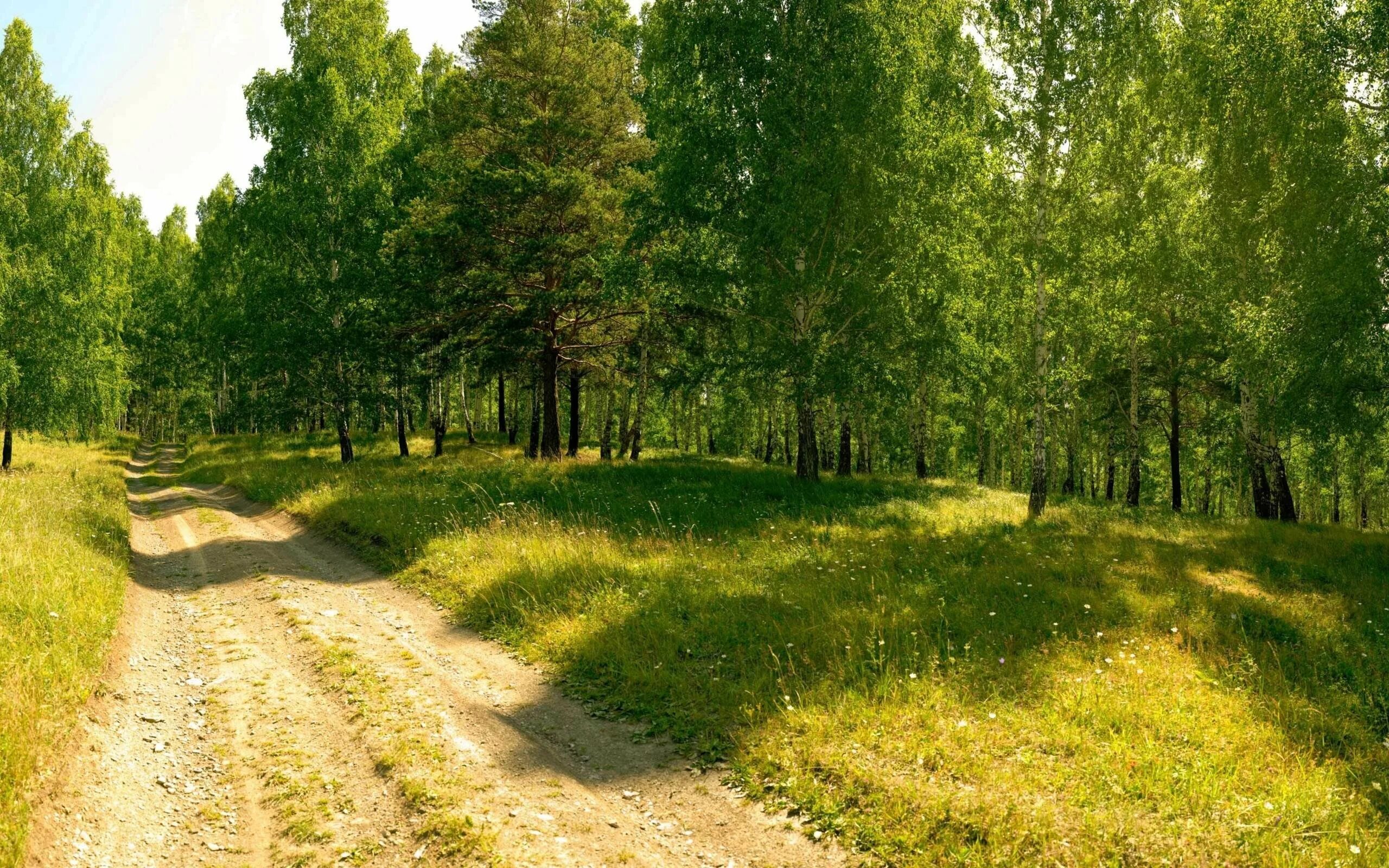 Лесополосы вдоль дорог. Битцевский лес Поляна. Лес Проселочная дорога Россия. Битцевский лес сосны. Лето лес Подмосковье тропа лес.