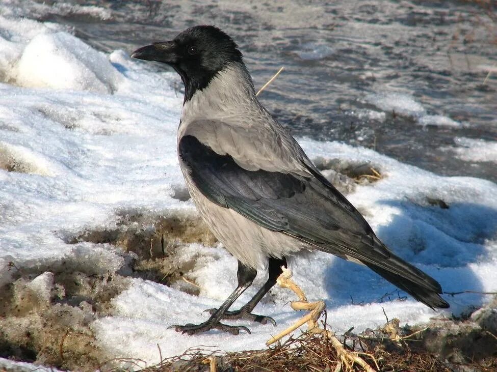 Где живет ворон зимой. Серая ворона – corvus cornix. зимующие серая ворона. зимующие птицы серая ворона. серая ворона зимой.