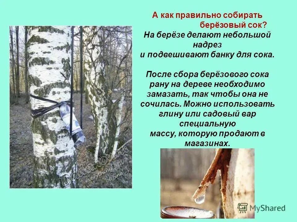 Как правильно собирать белые