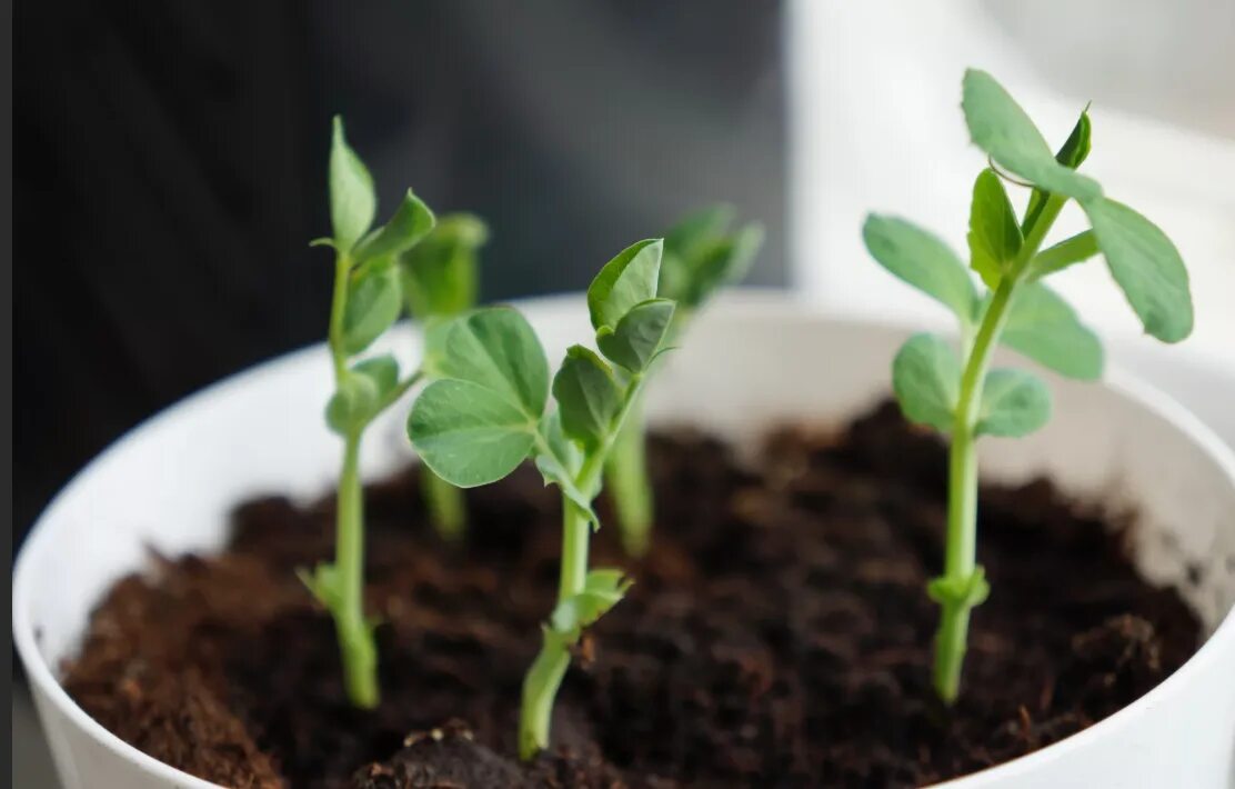 Микрозелень гороха. Пророщенный горох. Горох нут ростки. Горох всход. Микрозелень гороха.