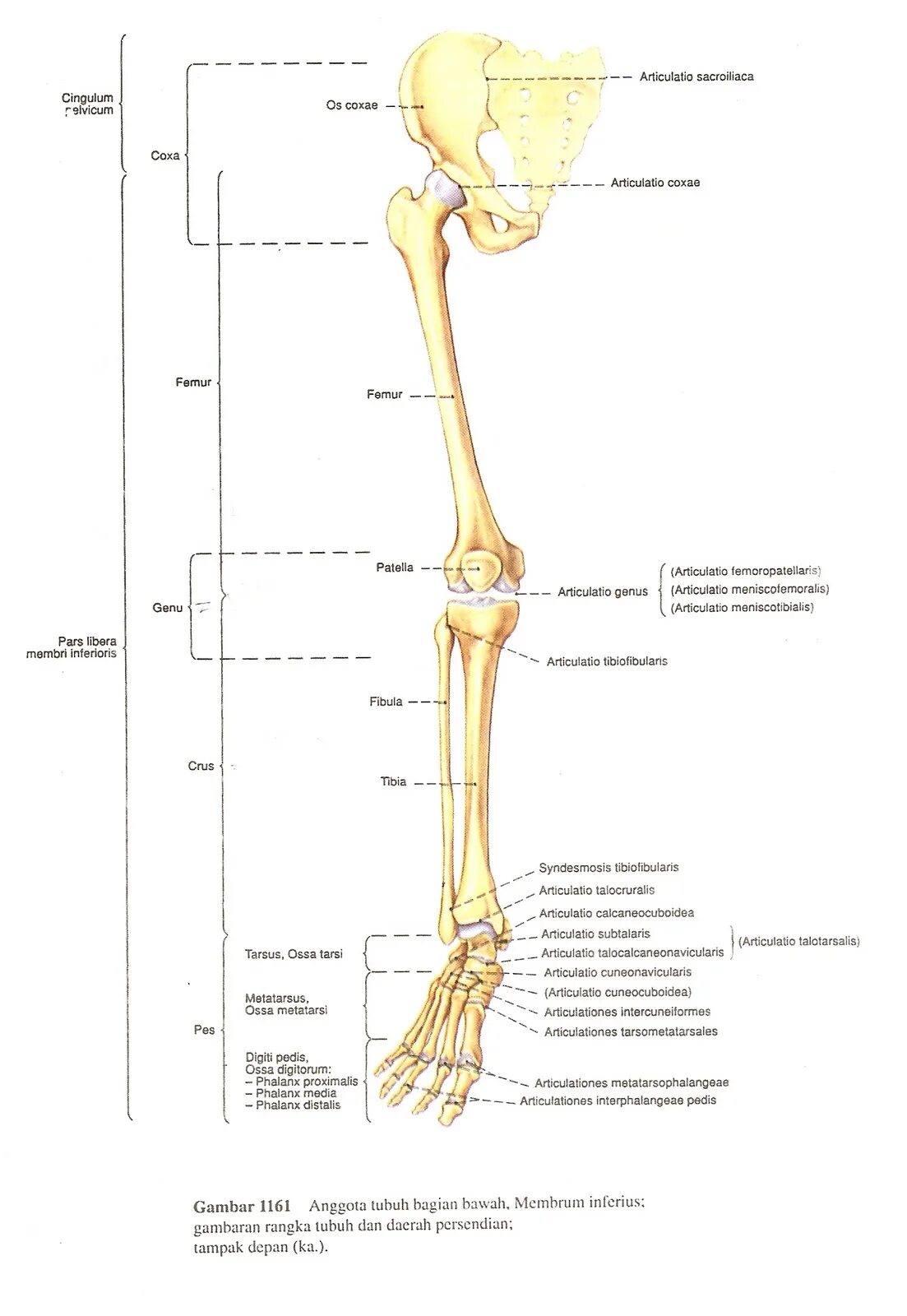 Skeleton membri латынь. Articulatio sacroiliaca. articulationes metatarsophalangeae. membrum inferius. membrum латынь.