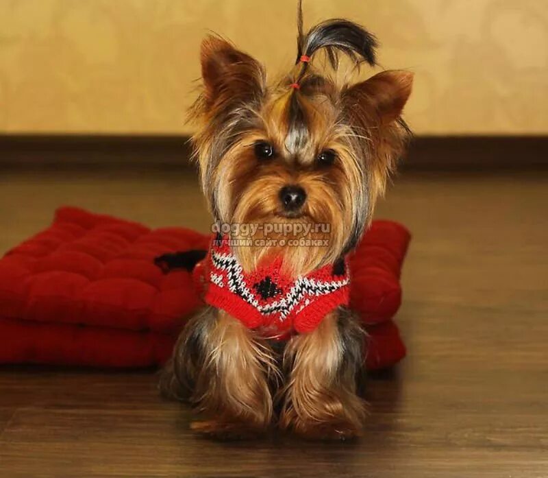 Йоркширский терьер породы собак. Йоркширский терьер мини беби фейс шоколад. Мини терьер из англии. Черный йоркширский терьер. Йекштерьерский терьер.