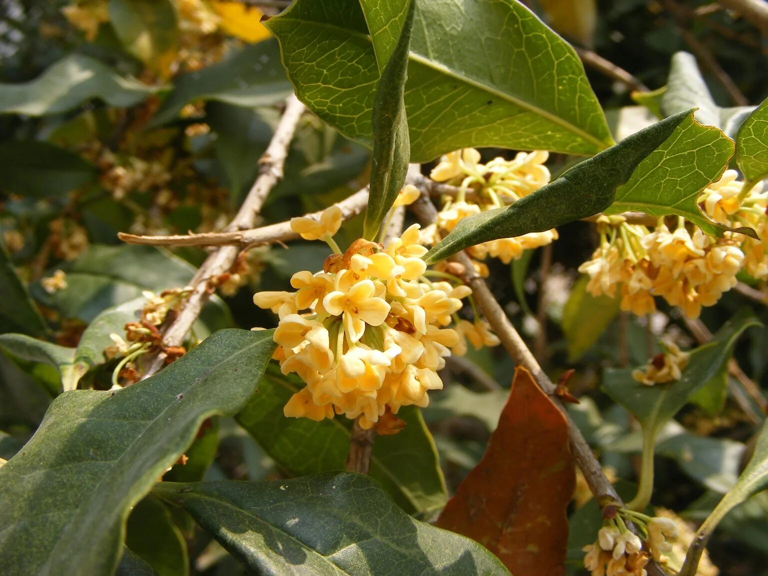 Османтус запах. Османтус fragrans. osmanthus fragrans (османтус). золотой османтус дерево. османтус душистый оранжевый.