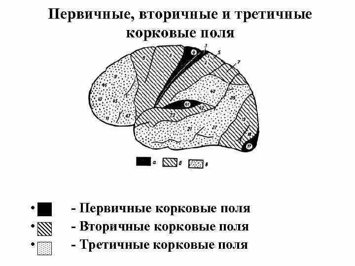 Первичные вторичные и третичные поля коры больших полушарий. Первичные вторичные и третичные корковые поля. Первичные и вторичные поля коры головного мозга. Вторичные проекционные зоны коры головного мозга. Третичные поля мозга