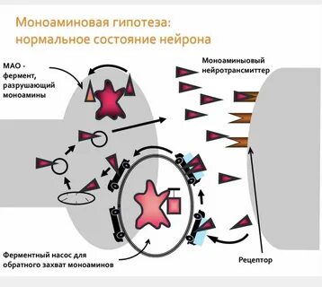 Разрушение ферментов