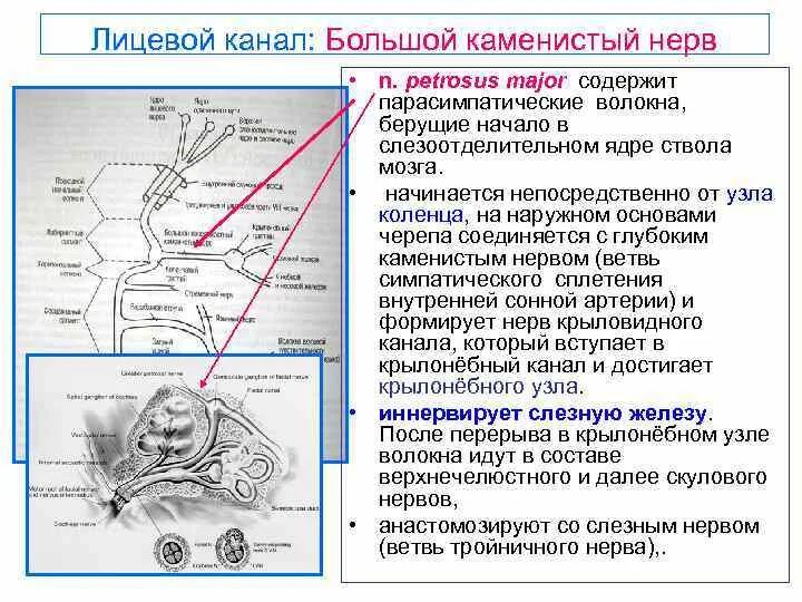 Большой Каменистый нерв. Парасимпатические волокна лицевого нерва. Канал большого Каменистого нерва ход. Лицевой нерв большой Каменистый нерв. Освобождение нерва латынь