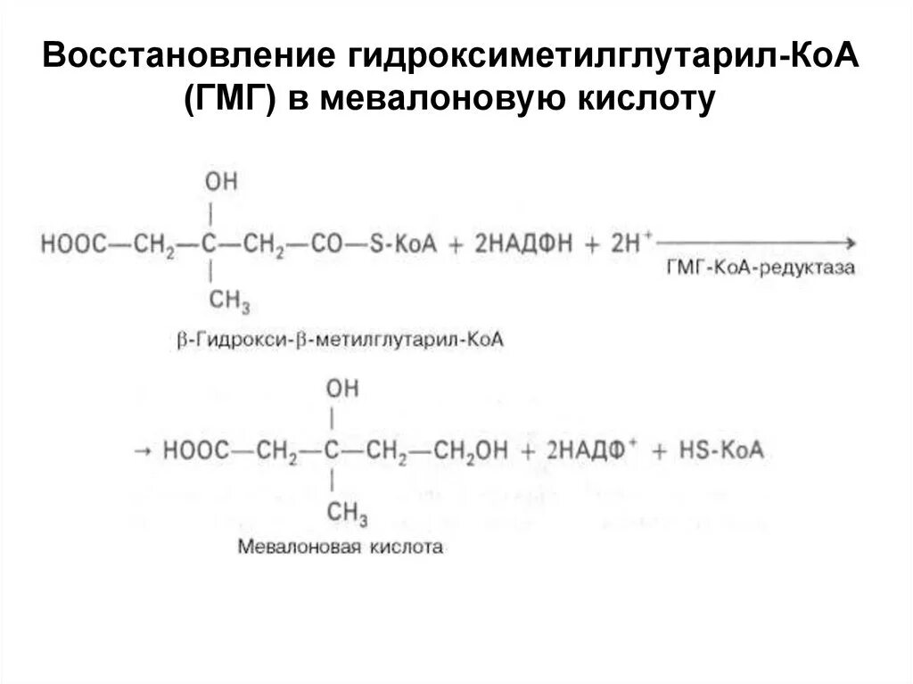 3 Гидрокси 3 метилглутарил КОА редуктаза. -Гидрокси-3-метилглутарил-КОА (ГМГ-КОА) редуктаза. Превращение ГМГ КОА В мевалонат. 3-Гидрокси-3-метилглутарил-КОА-редуктазы.