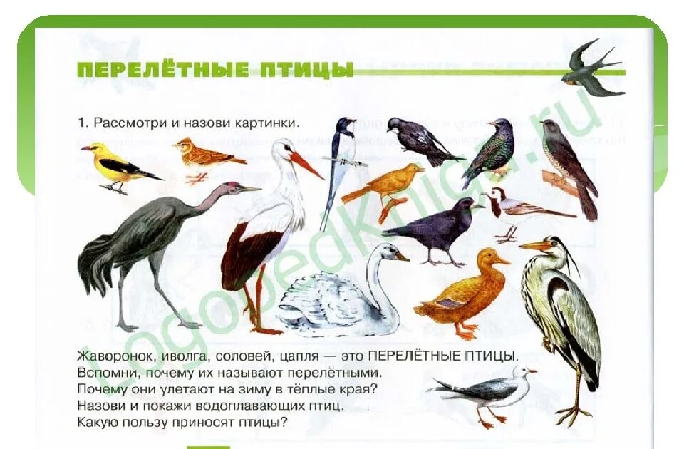 перелетные птицы логопедические задания. теремкова тема перелетные птицы. зимующие и перелетные птицы теремкова. перелетные птицы задания для детей. лексическая тема перелетные птицы.