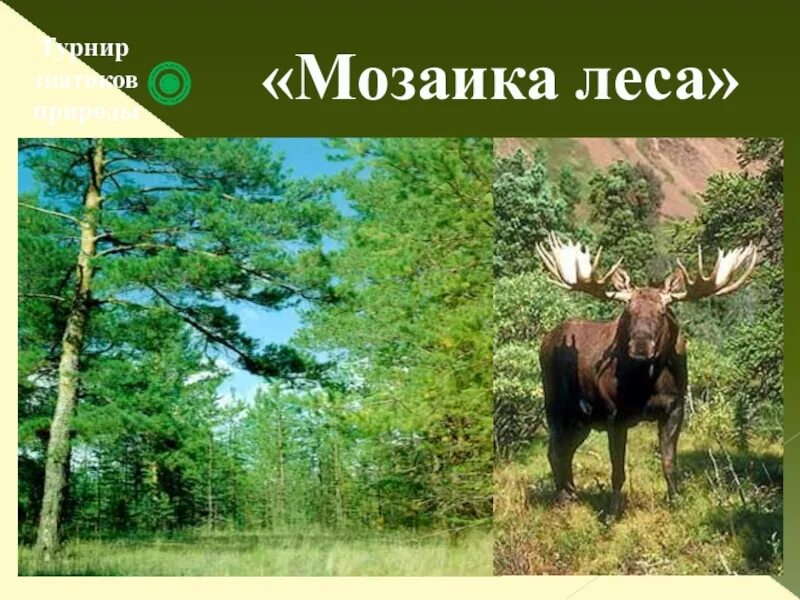 Мозаика лес. Мозаика леса. турнир знатоков природы. лесная мозаика. турнир знатоков живой природы..