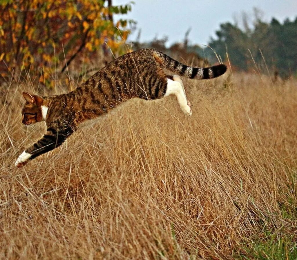 Кошка в прыжке. Кот в прыжке. Коты прыгают. Кот приземляется. Приземление кошки.