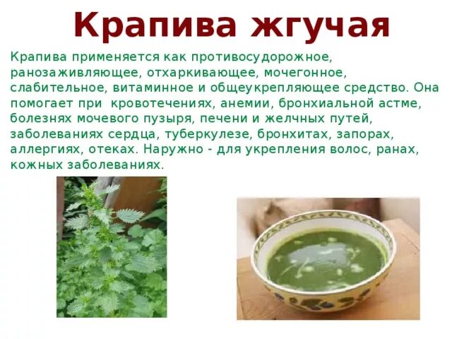 Крапива при кровотечениях маточных. Крапива. Крапива жгучая. Отвар крапивы при кровотечениях. Отвар из крапивы при кровотечении.